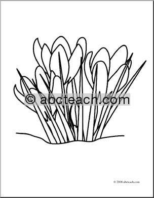 Clip Art: Flower: Crocuses (coloring page)
