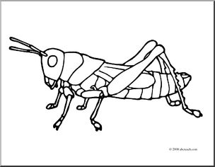 Clip Art: Insects: Grasshopper (coloring page)