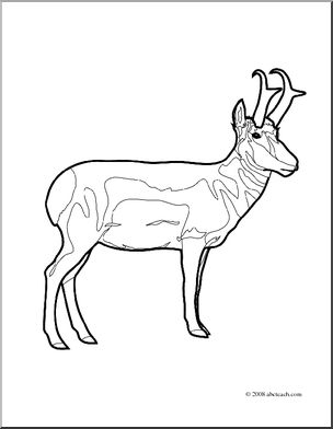 Clip Art: Pronghorn (coloring page)
