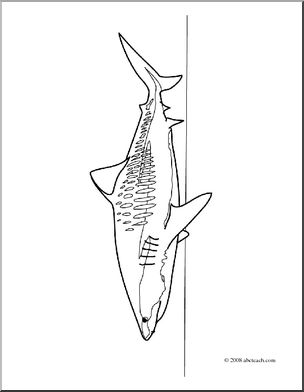 Clip Art: Sharks: Tiger Shark (coloring page)
