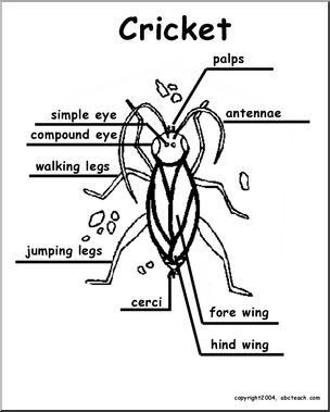 Animal Diagrams:  Cricket  (labeled parts)