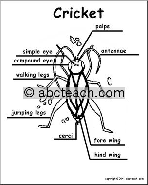 Animal Diagrams:  Cricket  (labeled parts)