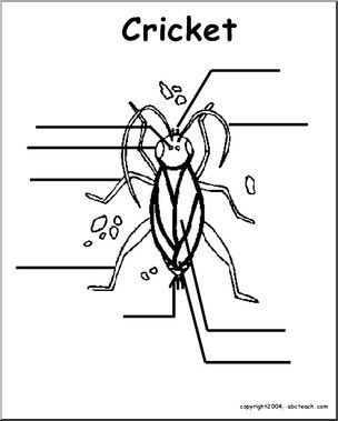 Animal Diagrams:  Cricket  (unlabeled parts)