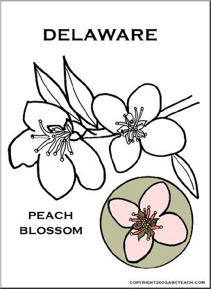 Delaware:  State Flower – Peach Blossom