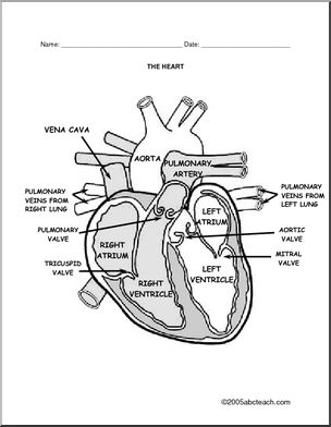 Diagram: Human Heart