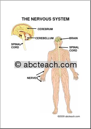 Diagram: The Nervous System (upper elem)