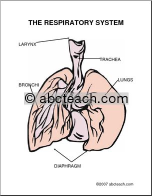 Diagram: The Respiratory System