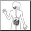 Clip Art: Human Anatomy: Digestive System (coloring page)