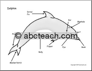Animal Diagrams: Dolphins (labeled and unlabeled)