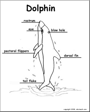 Animal Diagrams:  Dolphin (labeled parts)