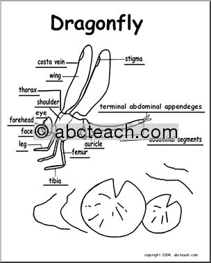 Animal Diagrams:  Dragonfly (labeled parts)