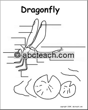 Animal Diagrams:  Dragonfly (unlabeled parts)