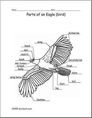Animal Diagram: Eagle (labeled and unlabeled)