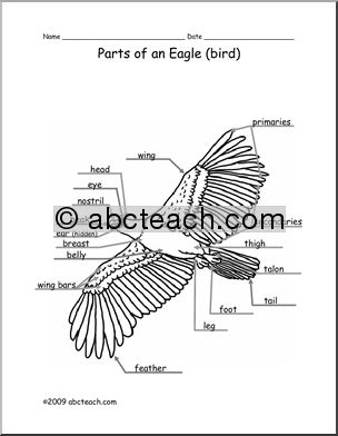 Animal Diagram: Eagle (labeled and unlabeled)