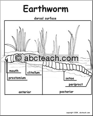 Animal Diagrams: Worms (labeled and unlabeled)