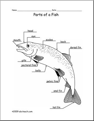 Animal Diagram: Fish (labeled and unlabeled)
