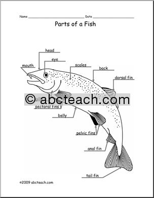 Animal Diagram: Fish (labeled and unlabeled)