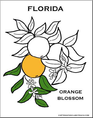 Florida:  State Flower – Orange Blossom
