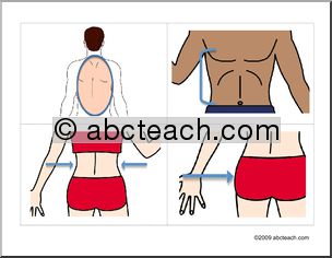 Flashcards: Body Parts (ESL)