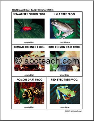 Flashcards: Rain Forest Amphibians