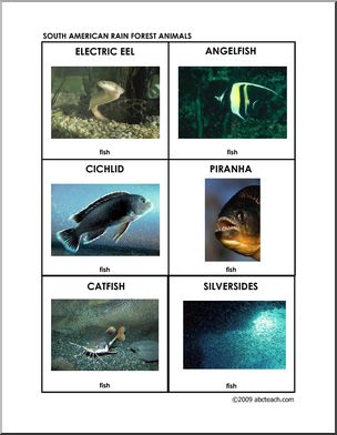Flashcards: Rain Forest Fish