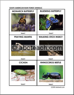 Flashcards: Rain Forest Insects