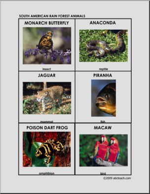 Flashcards: Rain Forest Animals