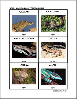 Flashcards: Rain Forest Reptiles