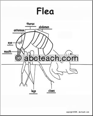 Animal Diagrams: Flea (labeled parts)