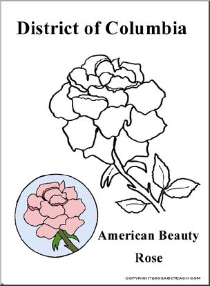 District of Columbia: State Flower – American Beauty Rose