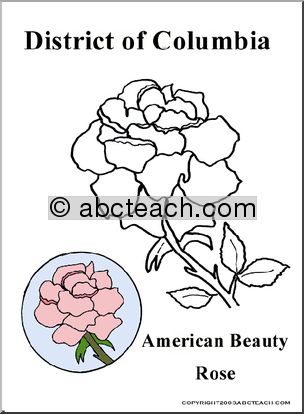 District of Columbia: State Flower – American Beauty Rose