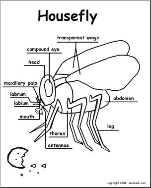 Animal Diagrams: Fly (labeled parts)