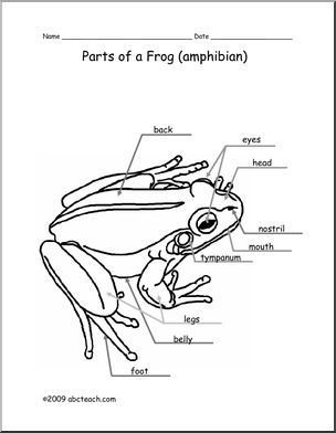 Animal Diagram: Frog (labeled and unlabeled)