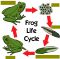Interactive: Notebook: Science–Frog Life Cycle