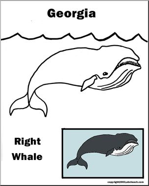 Georgia: State Animal  – Right Whale