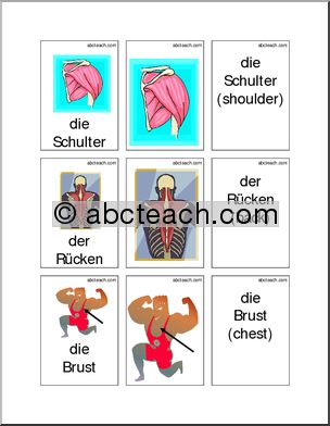 German: Flashcards – Body