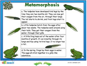 Interactive: Flipchart: Science: Frog Diagrams