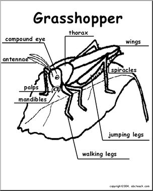 Animal Diagrams:  Grasshopper (labeled parts)