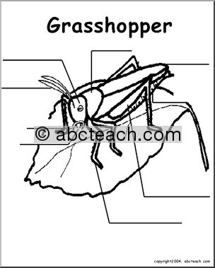 Animal Diagrams:  Grasshopper (unlabeled parts)