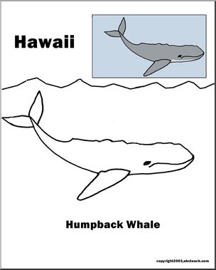 Hawaii: State Animal  –  Humpback Whale