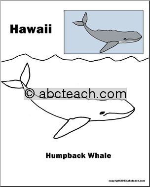 Hawaii: State Animal  –  Humpback Whale