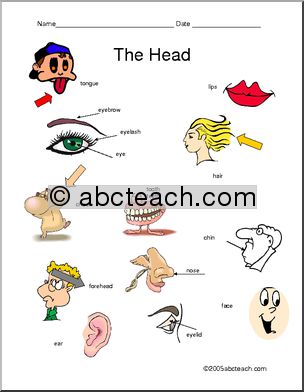 Worksheet: The Head and Face (ESL)