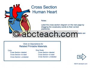 Interactive: Notebook: Science: Human Heart (Label)