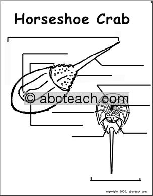 Animal Diagrams: Horseshoe Crab (labeled and unlabeled)