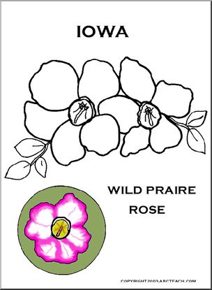 Iowa:  State Flower – Wild Rose