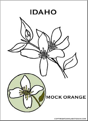 Idaho: State Flower – Syringa (mock orange)