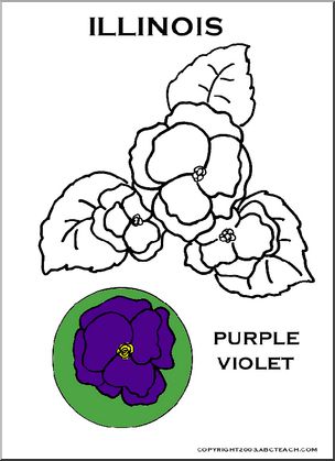 Illinois:  State Flower – Violet