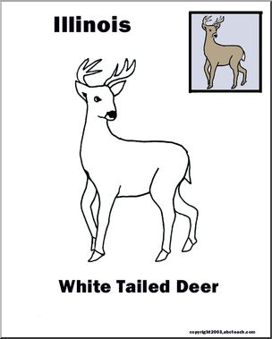 Illinois: State Animal  – White-tailed Deer
