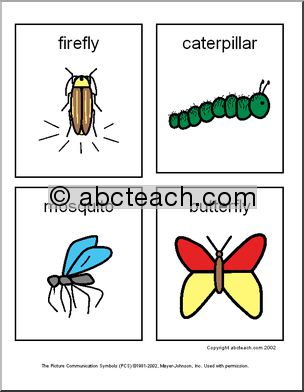 Flashcards: Insects (primary)