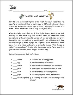 Comprehension: Insects are Amazing (elementary)